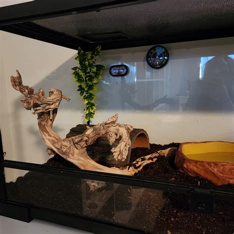 Image result for Best Set Up for a Ball Python Tank