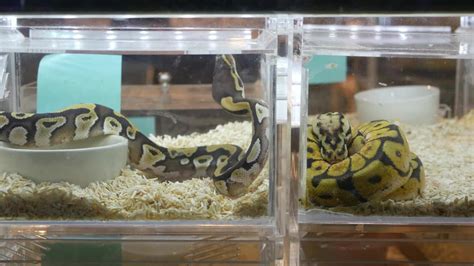 Image result for Nightmare Ball Python