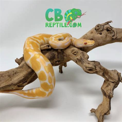 Image result for Albino Enchi Ball Python
