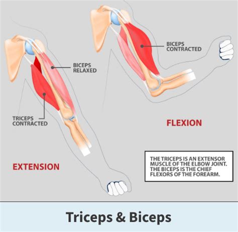Image result for What Are Biceps and Triceps