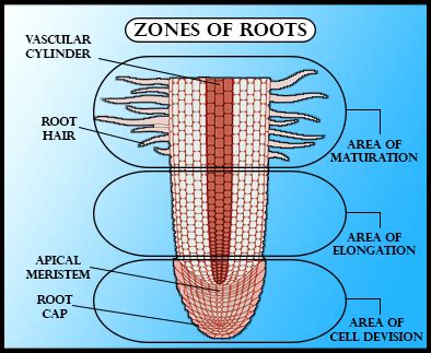 Image result for Root Cap Activity