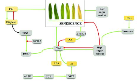 Image result for Senescence Pathways