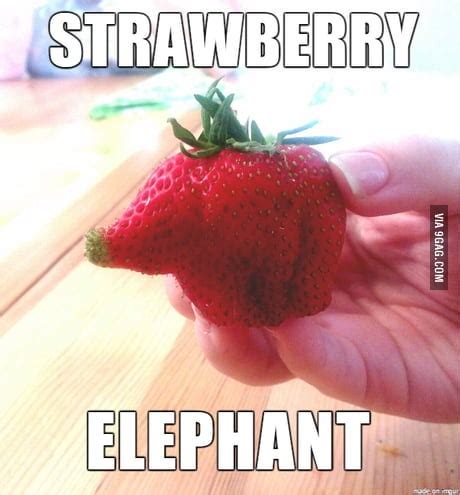 Image result for Strawberry Elephant Toy