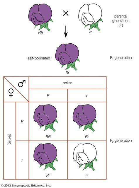 Image result for Examples of Mendelian Inheritance