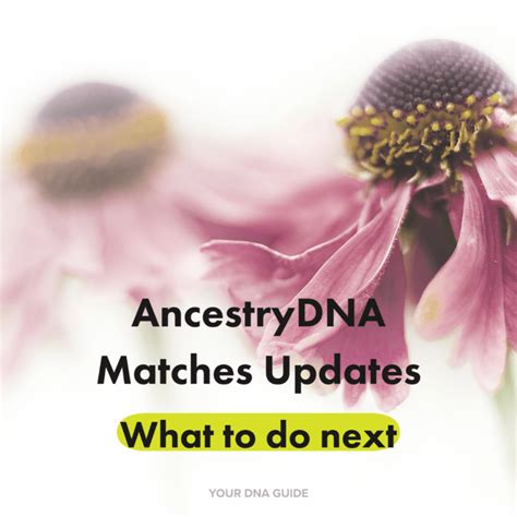 Afbeeldingsresultaten voor Shared Matches On AncestryDNA