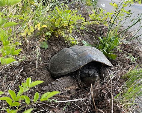 Image result for Common Snapping Turtle Bite