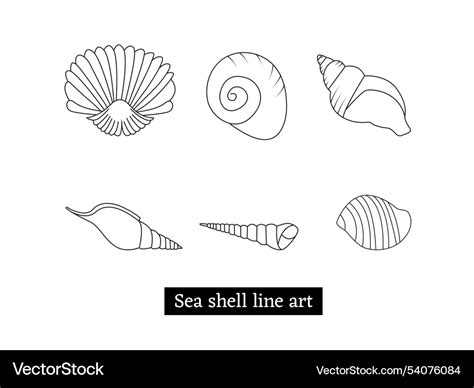 Image result for Types of Shells Vector