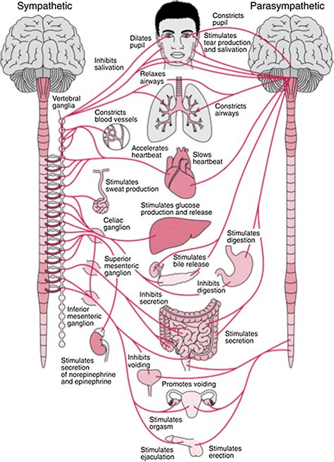 Image result for Autonomic Nervous System Model