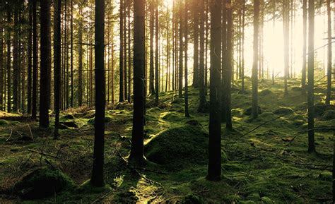 Image result for Forrest Gump New