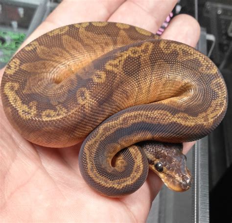 Sunset Looking Ball Python に対する画像結果