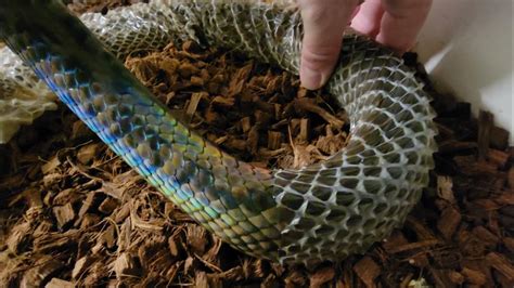 Image result for Merauke Scrub Python