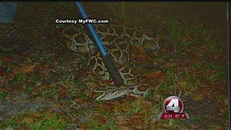 Image result for Python Patrol in Florida