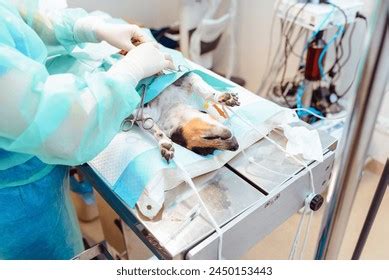 Toradh íomhá ar Dog On Operating Table