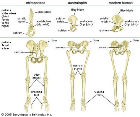 Human Backbone Evolution Chart に対する画像結果