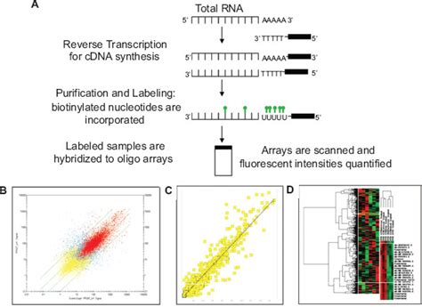 Image result for Microarray Analysis Bidirectional Replication