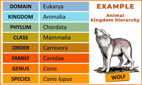 Image result for Non Examples of Taxonomy
