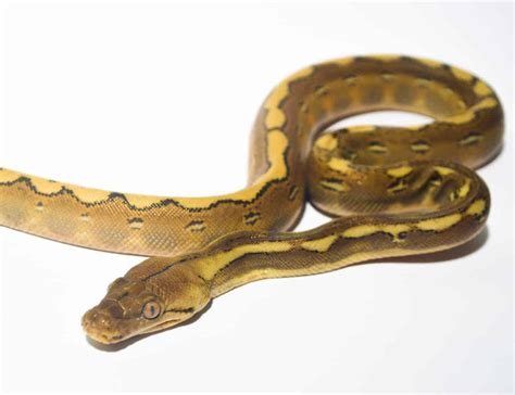 Cow Reticulated Python ಗಾಗಿ ಇಮೇಜ್ ಫಲಿತಾಂಶ