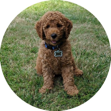 Image result for Cockapoo Puppy Breeders