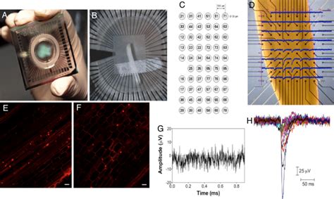 Image result for Multi-Electrode Array