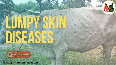 Image result for Lumpy Blood