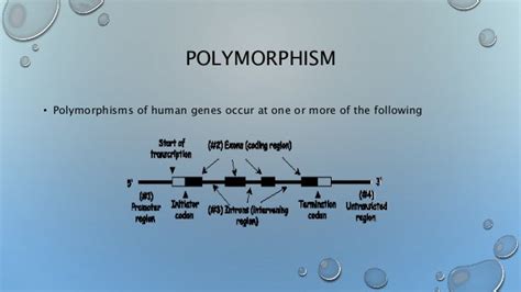 Image result for Transient Genetic Polymorphism Example