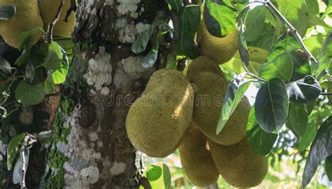 Image result for Jaca Tree