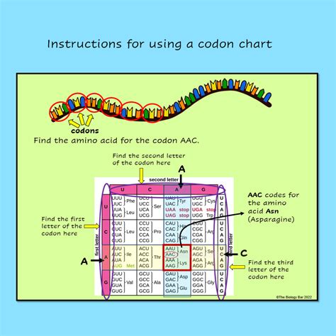 Résultat d’images pour Protein Synthesis Coding Chart
