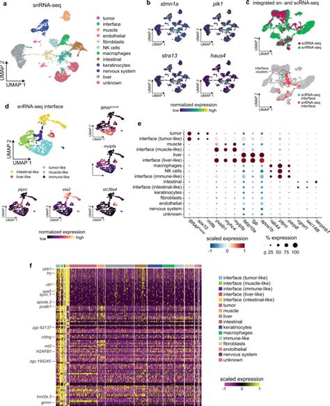 Image result for Spatially Resolved Transcriptomics