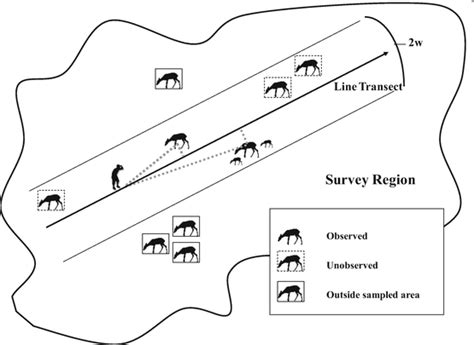 Image result for Line Transect Data Collection