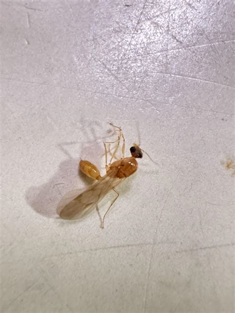 Image result for What Does Alate Look Like