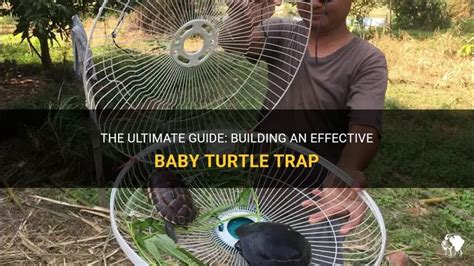 Image result for Turtle Trap