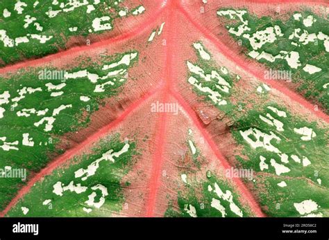 Bildergebnis für Caladium and Elephant Ears