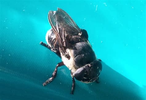 Extreme Bot Fly Removal 2016 に対する画像結果