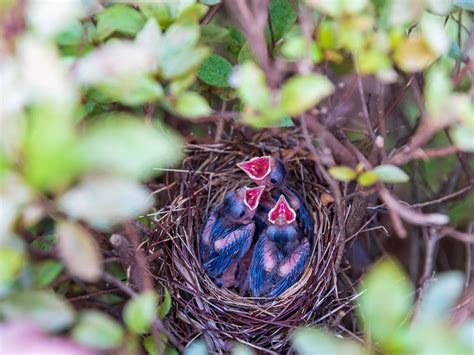 How to Build a Cardinal Nest に対する画像結果