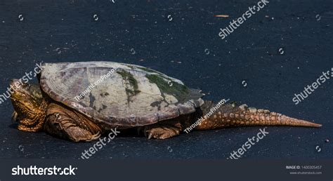 Snaping Turtle Side View に対する画像結果