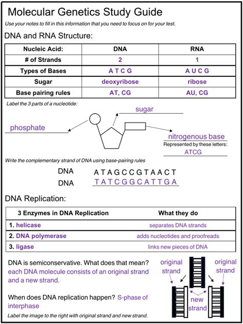 Image result for Genetics Study Guide Answer Key PDF