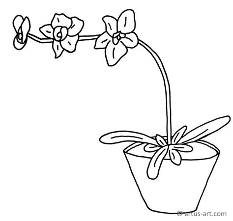 Image result for Orchid Flower Coloring Pages