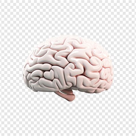 Image result for Brain Transparent Front