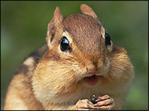 Image result for Kill Chipmunks