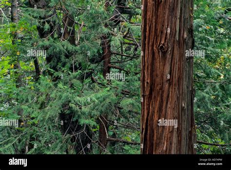 Cedar Tree Trunk に対する画像結果