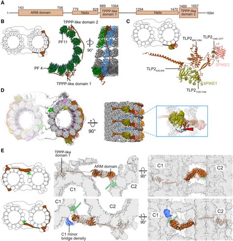 Image result for Microtubule Seam