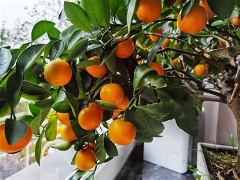 Image result for Grow Orange Tree in Pot
