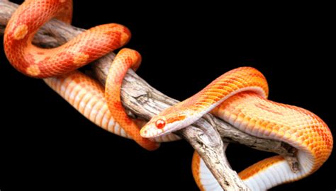 Image result for Snakes Doing Humans