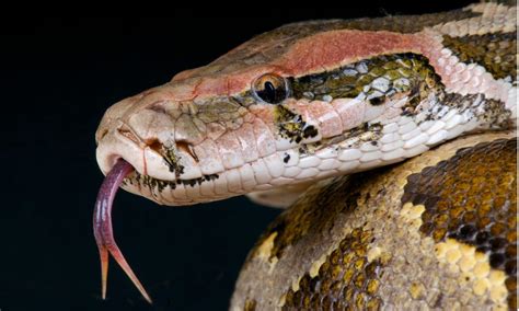 Image result for Python Animal in Short