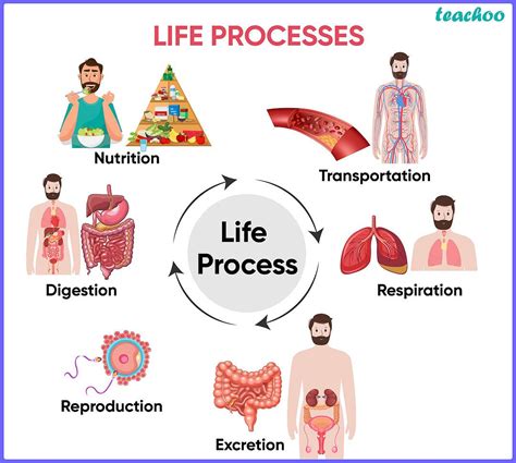 Image result for Life Processes Class 10 Flow Chart