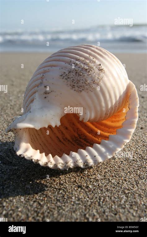 Beautiful Conch Shell に対する画像結果