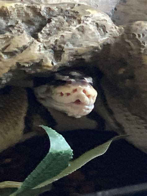 Image result for Python Split Bottom Jaw