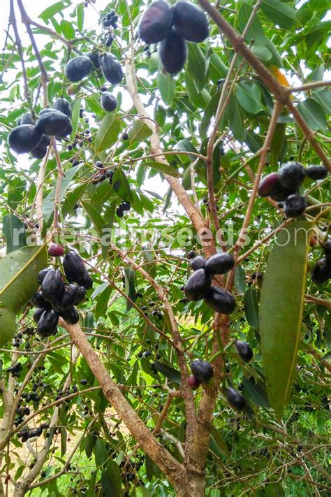 Image result for Java Plum