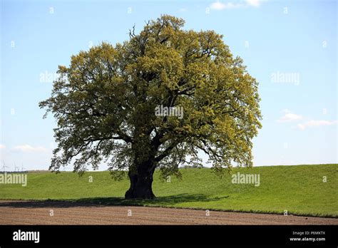 Types of Trees in Germany に対する画像結果