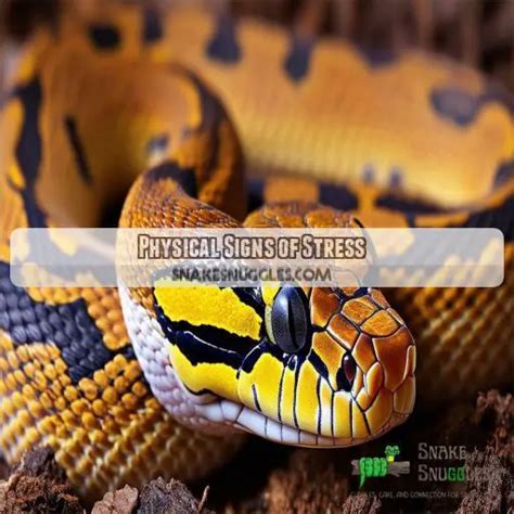 Stressed Ball Python に対する画像結果